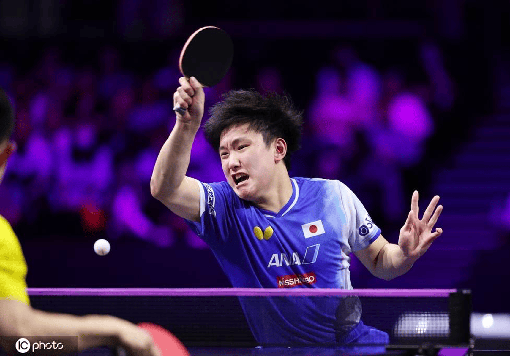 日本队横扫波兰队，张本智和点燃赛场