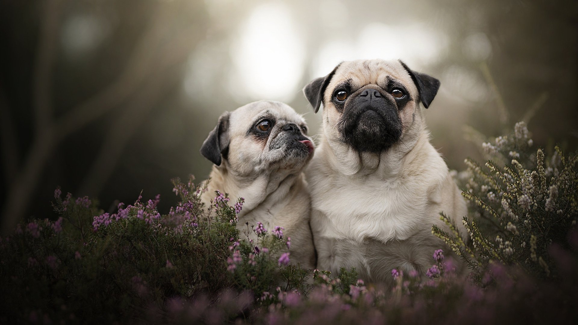 铁闸与节拍器，卢卡库的防守艺术与爱尔兰如何为罗马注入新节奏