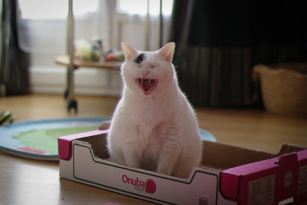 萨拉赫关键战不手软，切尔西力克马里挺进八强